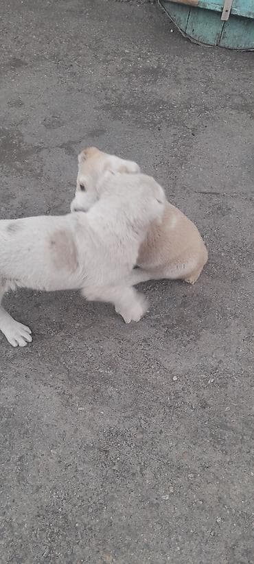 собаки малинуа: Алабай, 2 месяца, Самка, С прививкой — 7