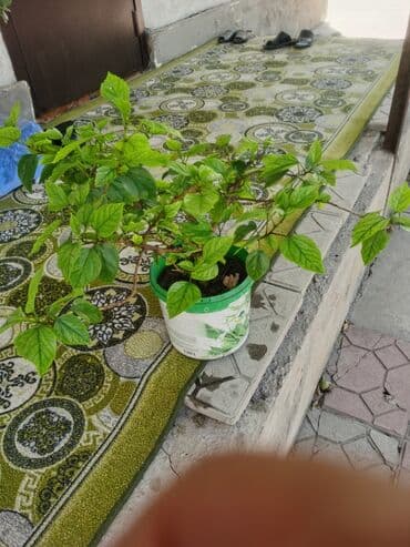 где купить цветы оптом дешево: Гибискус красный махровые и простой, а по сиридине привытый — 8