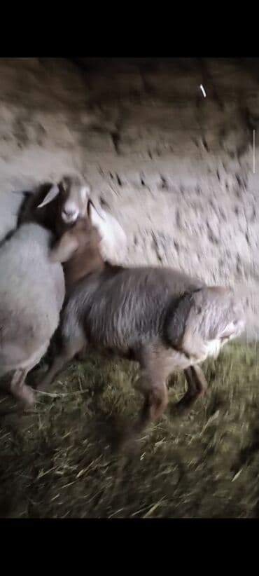 где продать собаку: Продаю | Баран (самец) | На забой | Племенные — 9