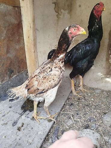 сулук курт бишкек адрес: Дакан мекиш сатылат туп жатат активный алмашу жолдору бар адрес — 4