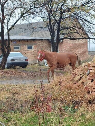 показы 1 354 72 договорная кошка даром британская короткошёрстная 1 год мальчик метис 2 позвонить написать: Сатам | Бээ (ургаачы) | Жумушка — 1