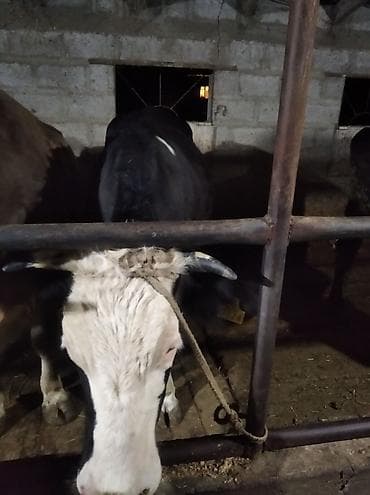 шароле: Продаю | Корова (самка) | Для молока — 3