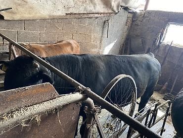 продажа домашних животных: Продаю | Бык (самец) | На откорм — 1