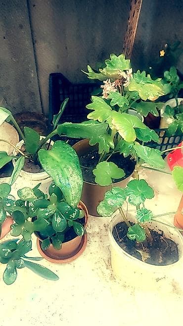 отдам даром цветы: Цветы. Любой за 100 сом — 7