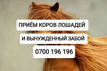 домашние птицы: Куплю | Лошади, кони, Коровы, быки | Круглосуточно, Любое состояние, Забитый — 1