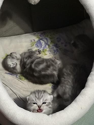 кошка анжела: Шотландские котята приучены к лодку-привиты -с паспортом- родословные — 6