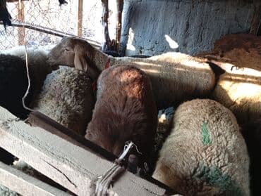 сколько стоит порода собаки доберман: Продаю | Овца (самка), Баран (самец) | Полукровка, Эдильбаевская | На забой | Осеменитель, Матка — 11