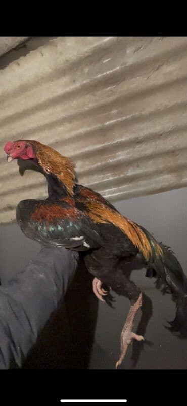 кой порода: Продаю | Петух | Бойцовая | Для разведения — 2