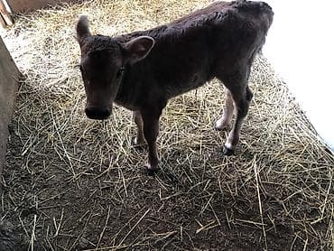 инкубационные яица: Продаю | Музоо, торпок | Для разведения — 3