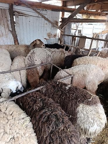 Баран, овца: Продаю | Овца (самка) | Полукровка | На забой | Ярка — 6