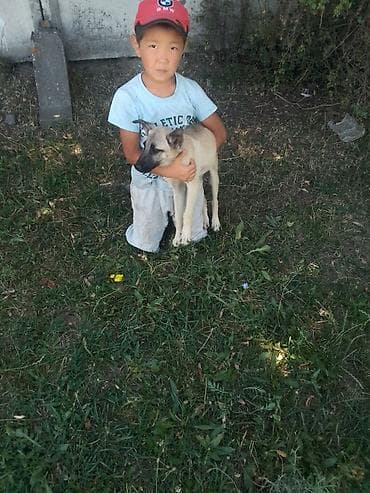 Щенок средней породы немецкий афчарка - Окрас: светло-песочный с at lalafo.kg Щенок средней породы немецкий афчарка - Окрас: светло-песочный с