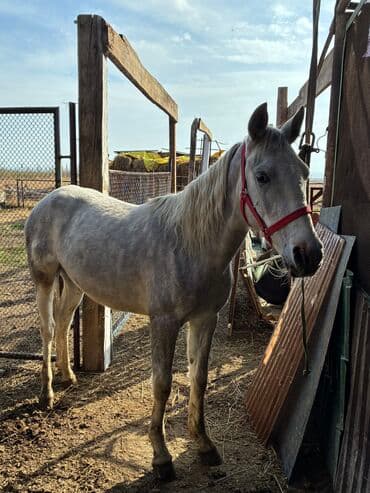 продажа пчёл: Сатам | Байтал | Ат спорту — 17