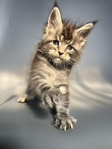 шотландские вислоухие котята: 🐾 ЭЛИТНЫЕ КОТЯТА МЕЙН-КУН 🐾 с полным пакетом документов — 8