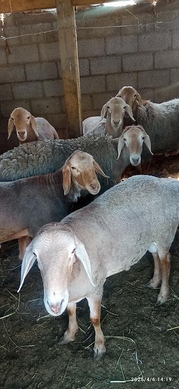 тай ургач: Продаю | Овца (самка) | Для разведения | Матка — 5