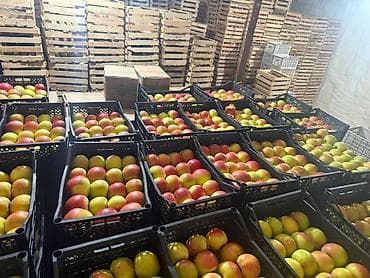 Инструменттер: Алмалар Дүңүнөн — 4