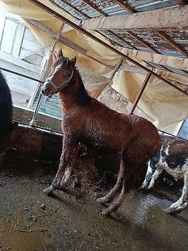 сментал бука: Продаю | Жеребец | Для разведения | Племенные — 3