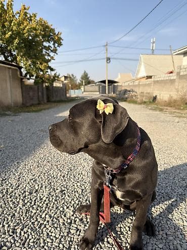 канэ корсо: Кане-корсо, 1 жаш, Ургаачы, Эмделген — 3