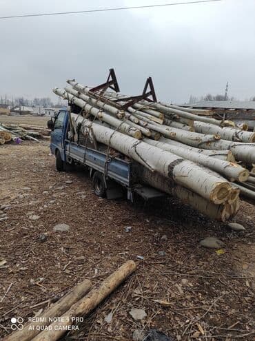 Терек алабыз Ош Алай