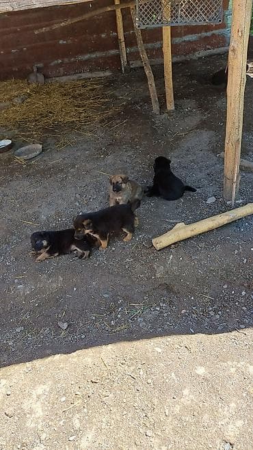 бенгальская кошка цена бишкек: Мальчики и девочки — 5