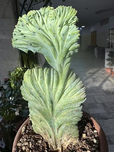 Коллекция суккулентов в горшках 1) Кристатная форма кактуса/молочая