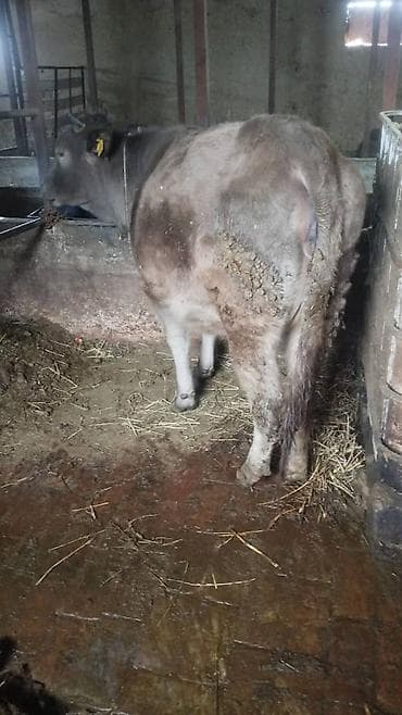 Услуги ветеринара: Продаю | Корова (самка) | Швицкая | Для разведения | Привязанные — 3