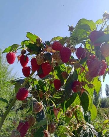 саженцы клубника опт, саженцы клубника от производителя, купить саженцы клубники оптом, саженцы клубники оптовая, саженцы клубники партия, саженцы клубники азия опт, саженцы клубники азия производитель, саженцы клубники альба опт, саженцы клубники прими п: Рассада : Малина, Самовывоз — 2