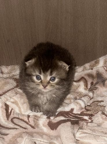 Продажа кошек: Скотиш Фолд (Шотландская вислоухая), 1 месяц, Девочка, Приучена к лотку — 5