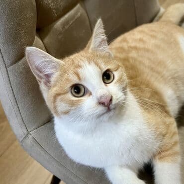 отдам котенка в добрые руки: Молодой рыжик в добрые руки Мальчик, очень ласковый и пушистый Лоток — 2