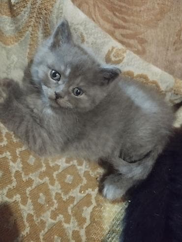 котято: Скотиш Фолд (Шотландская вислоухая), 1 месяц, Девочка, Лиловый, Приучена к лотку — 3