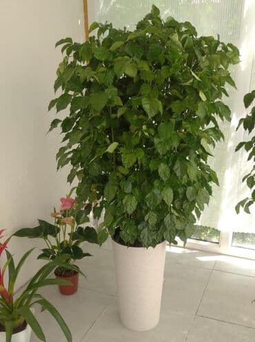 зерно кофе: Кофейное дерево (Coffea arabica) в горшке. - Компактные кустики с — 4