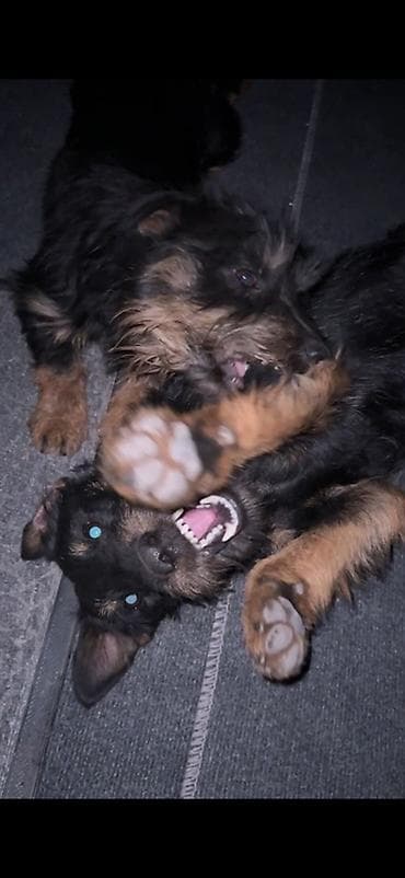 продать животных: 🐾 Щенки ягдтерьера готовы к новым хозяевам! От рабочих родителей — — 5