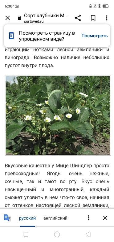 клубника сколько стоит: Продаю росаду клубнику чёрный принц Мице Шиндлер сорт очень реткй вкус — 2