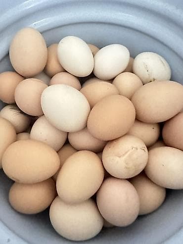 Уй жумуртка