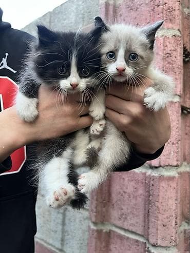 купить кошку бамбино: Котята, пушистики с выразительными глазами. - Окрас: один черно-белый — 3