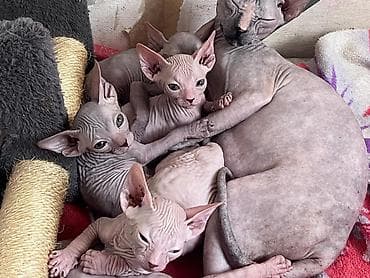 кошки в токмаке: Продажа кошек — 4