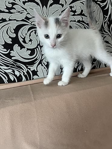 ничего: 2 месяца, Девочка, Приучена к лотку — 1