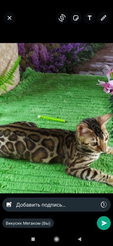 бенгальский леопардовый кот: Друзья !! в проф питомнике Бен Гла Мур новые детки .Бенгальские котята — 3