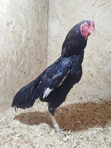 продажа домашних животных: Продаю | Куры — 4