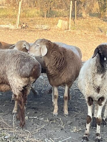 Продаю | Баран (самец) | На забой, Для разведения