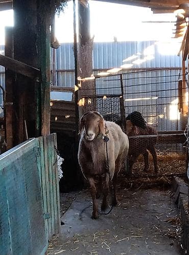 ягняты: Продаю | Овца (самка) | Для разведения | Матка — 10