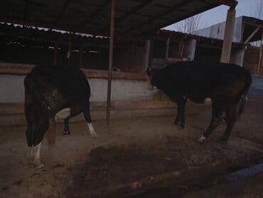 дойныйе коровы: Продаю | Бык (самец) | На откорм | Племенные — 2