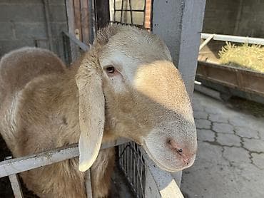 живой баран: Продаю | Баран (самец) | Арашан | Для разведения | Племенные, Осеменитель — 1