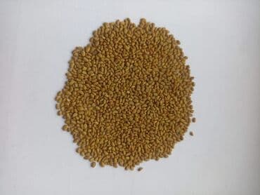 Семена кормовых растений: Люцерна, Самовывоз