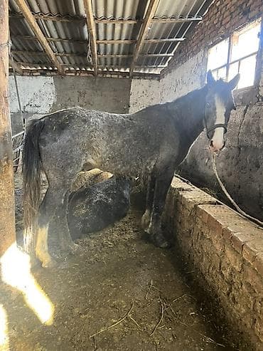 грут: Продаю | Кобыла (самка) | Рабочий — 5