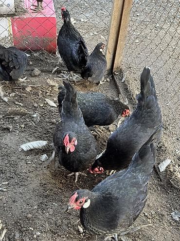 кролик гигант: Продаю | Куры, Петух — 4