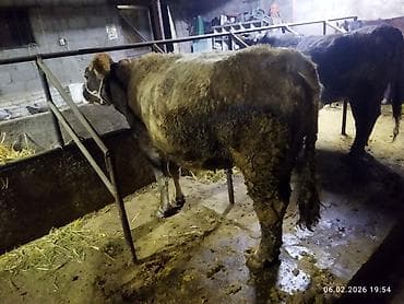 Продаю | Корова (самка) | Полукровка | Для молока | Привязанные