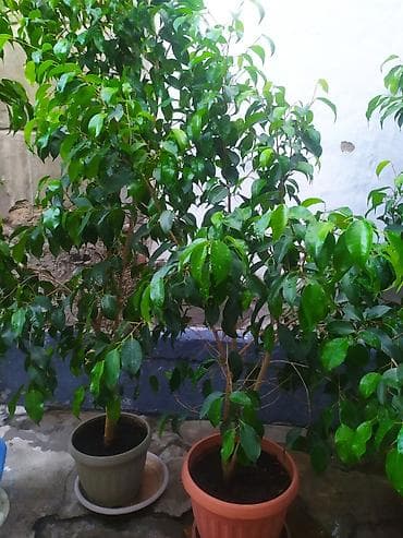 фикус сколько стоит: Продаю фикусы высота 120 см и выше!красивые ухоженные,выращенные для — 5
