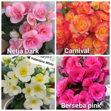 цветы на продажу: Детки бегоний элатиор по 150 с возможна отправка по регионам с — 2