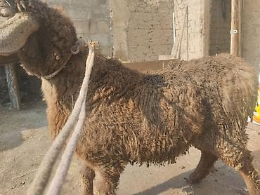 ат жаныбар: Сатам | Кочкор (эркек) | Көбөйтүү үчүн | Токту — 3