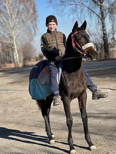 Башка жаныбарлар: Сатам | Тай | Англиялык | Ат спорту | Асыл тукумдуу — 4
